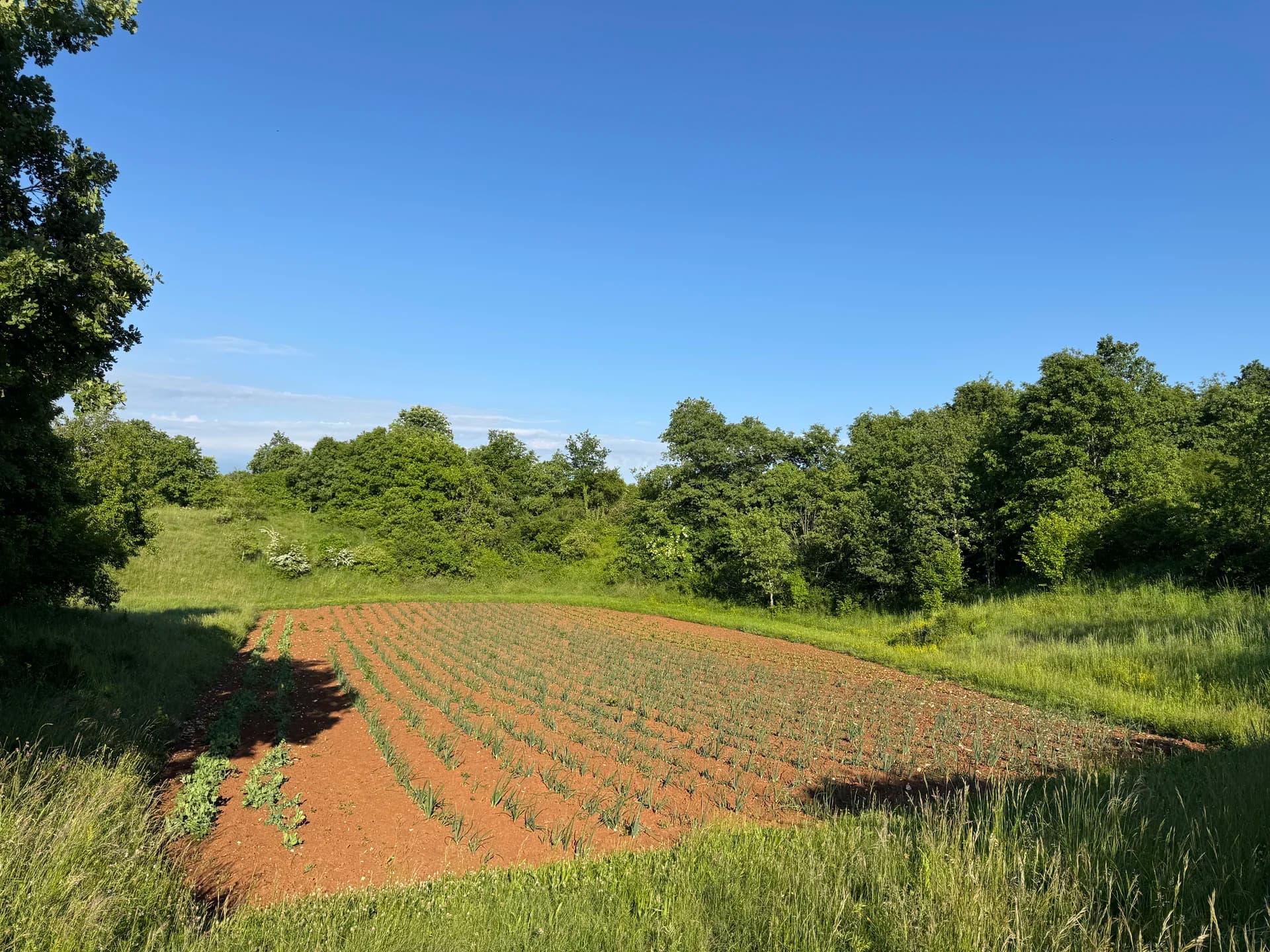 Organski krumpir s naših polja