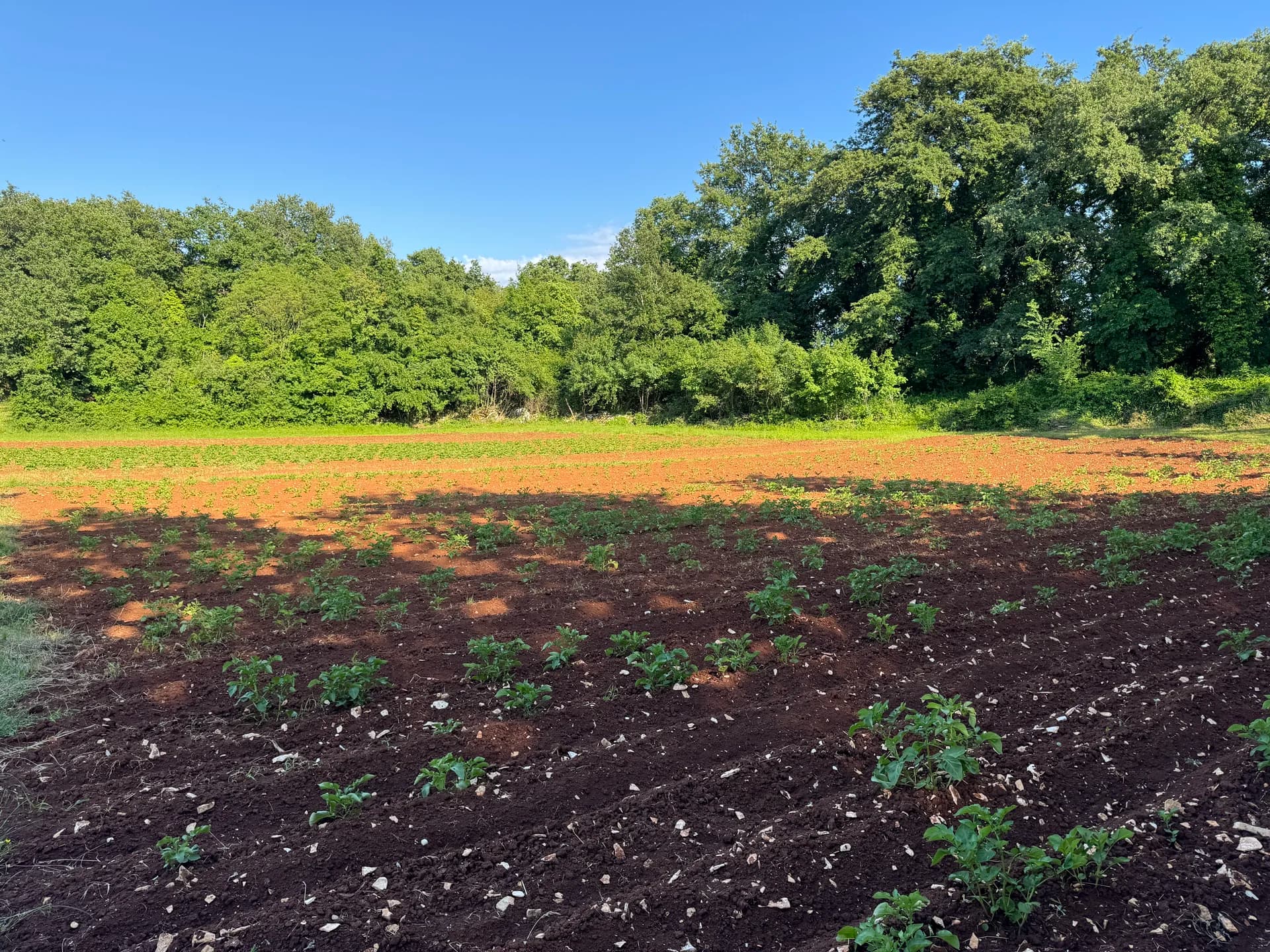 Kapula uzgojena u našem vrtu