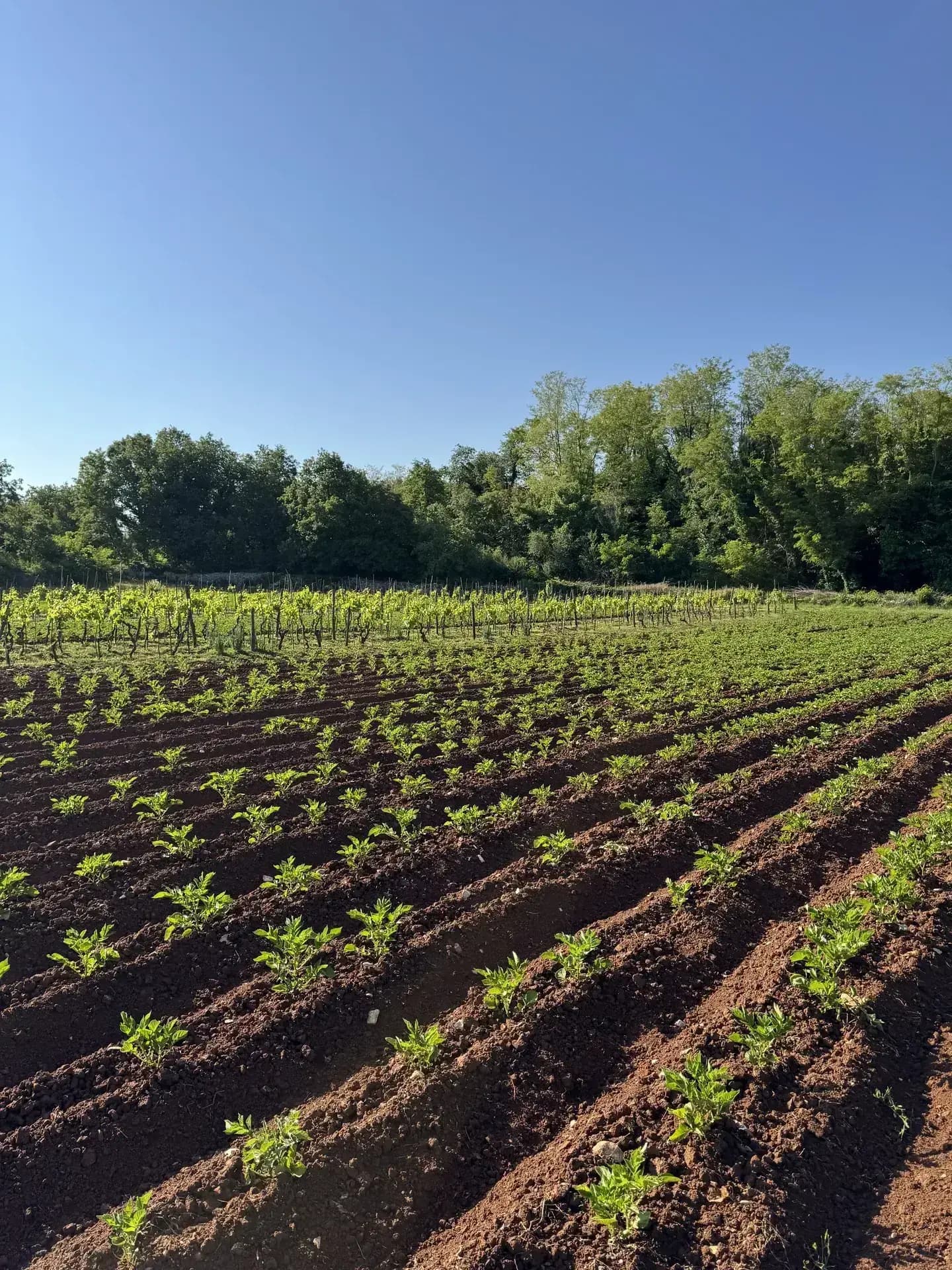 Ukusni obroci od domaćih namirnica
