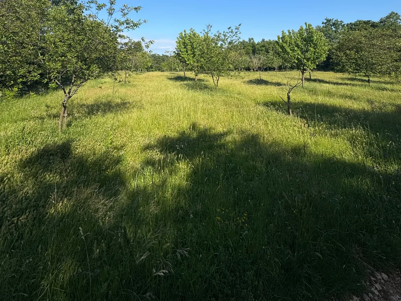 Voćnjak oko Vile Fabris